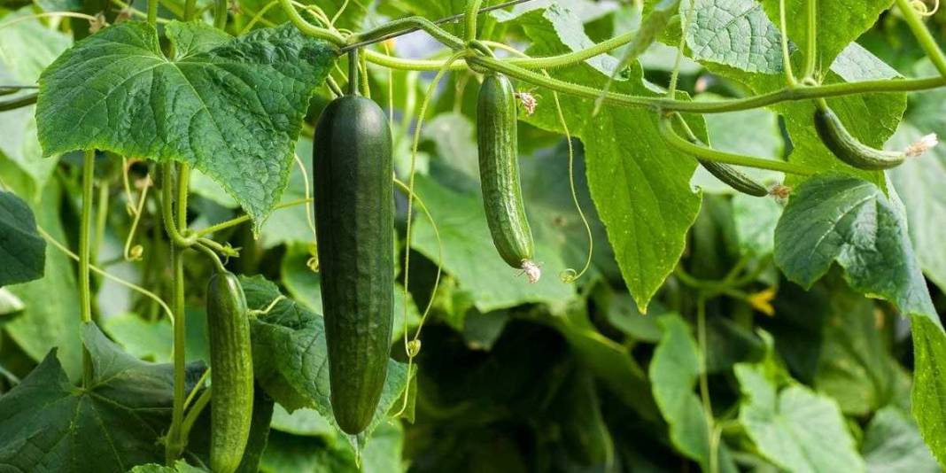 Artık salatalık yemek de riskli! Tarım krizi büyüyor: ‘Fluopyram’ kimyasalı resmen tehlike saçıyor 4